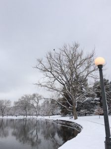 A bald eagle in a tree near Smith Lake at Wash Park. Image courtesy Tara Bardeen.