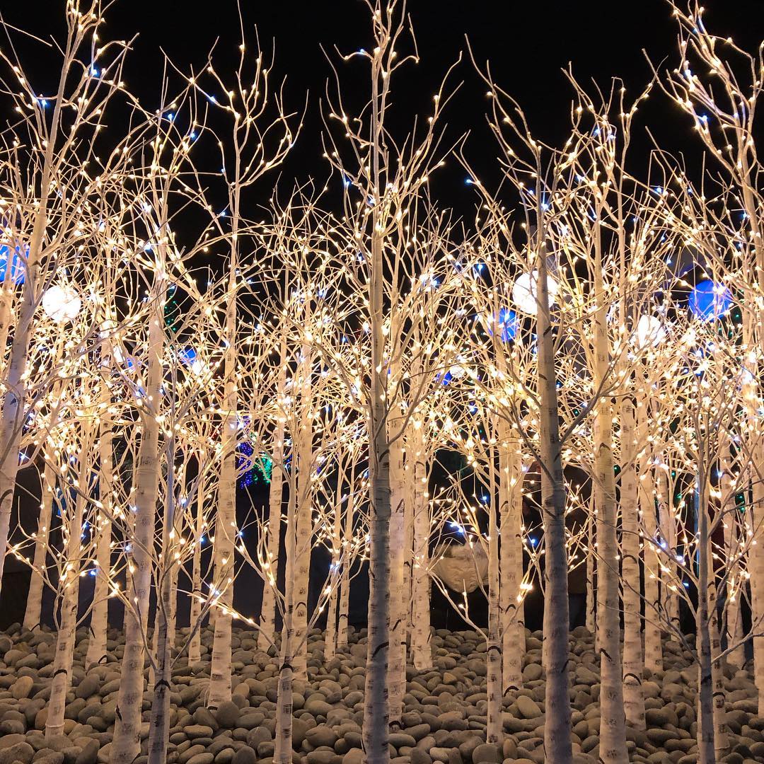 Blossoms of Light Go Denver