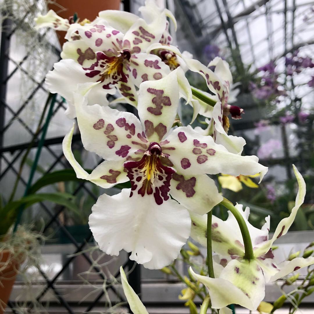 Orchid Showcase